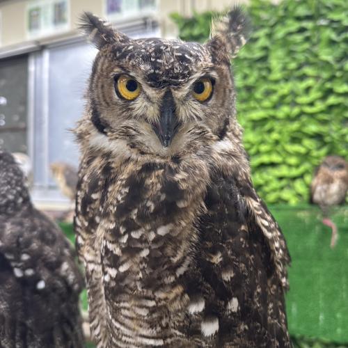 アフリカワシミミズクイメージ